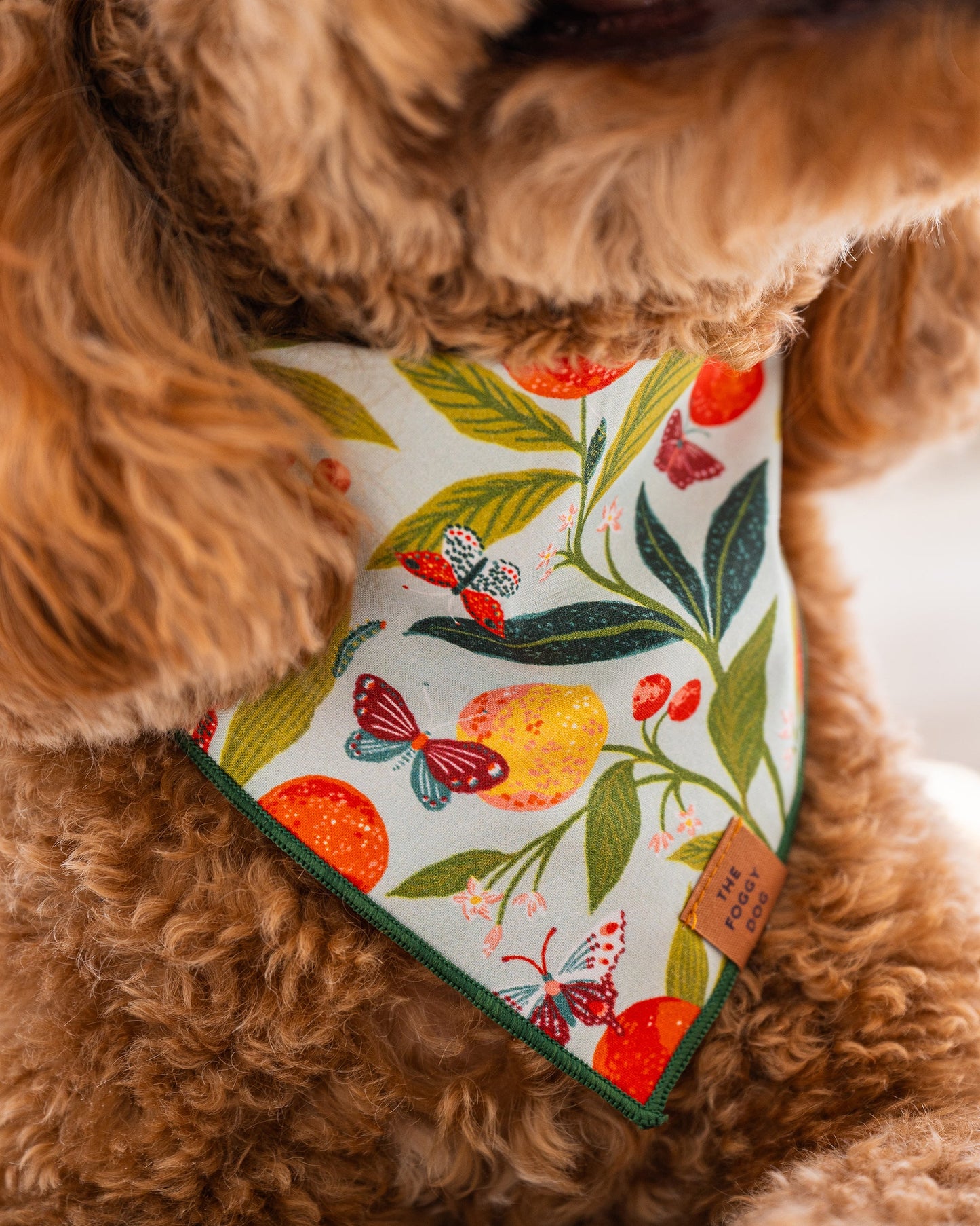 PF x The Foggy Dog Butterfly Grove - Short Set & Dog Bandana Bundle - Soft Blue